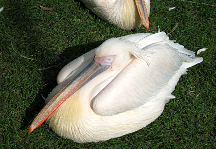 Pelikan im Zoo Basel