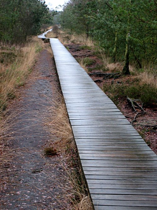 Das Moor bei Schneverdingen