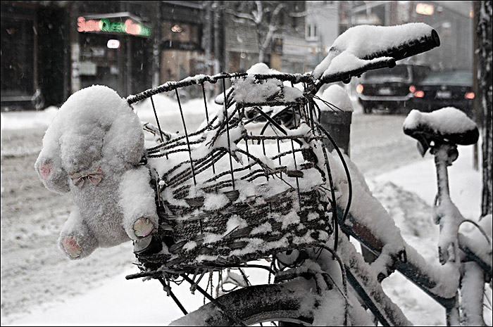 Eisbär; Copyright: wvs.topleftpixel.com