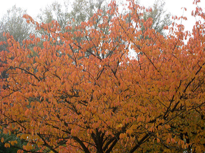 Herbststimmung im Alsterpark, Hamburg