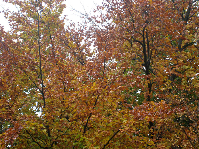 Herbststimmung in der Heinrichstraße, Hamburg