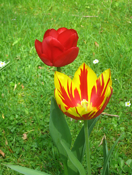 Tulpen im Garten