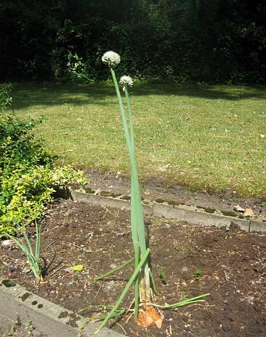 Gemüsezwiebel mit Blüte