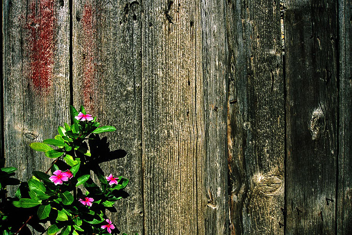 Blumen vor Holzwand auf Kreta
