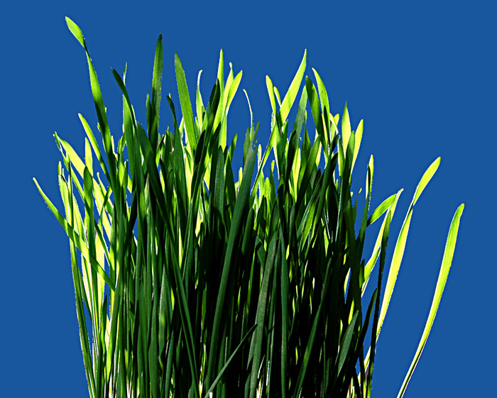 Gras vor blauem Himmel